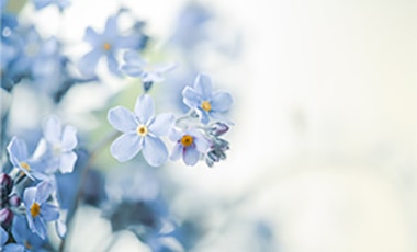 In Memory flowers e-card